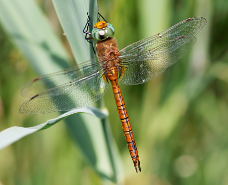 A dragonfly is an insect belonging to the order Odonata, infraorder Anisoptera. Adult dragonflies are characterized by large, multifaceted eyes, two pairs of strong, transparent wings, sometimes with coloured patches, and an elongated body.