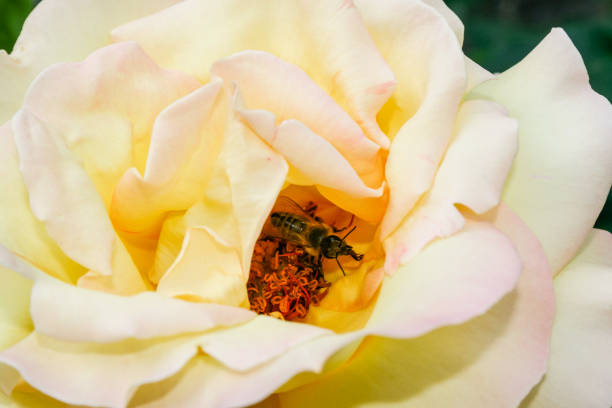 istock Flowering summer rose in bud 1016552070