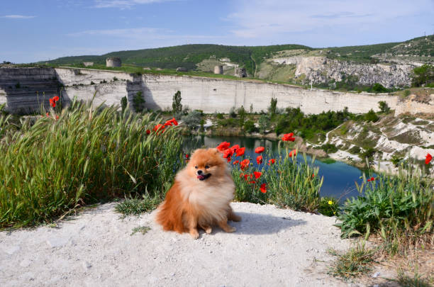 Pomeranian Spitz, a beautiful dog sits near an abandoned quarry Pomeranian Spitz, a beautiful dog sits near an abandoned quarry amid the fortress of Kalamita, Inkerman, Sevastopol, Russia inkerman stock pictures, royalty-free photos & images