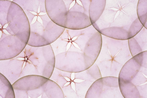 istock Translucent slices of apples 1016552852