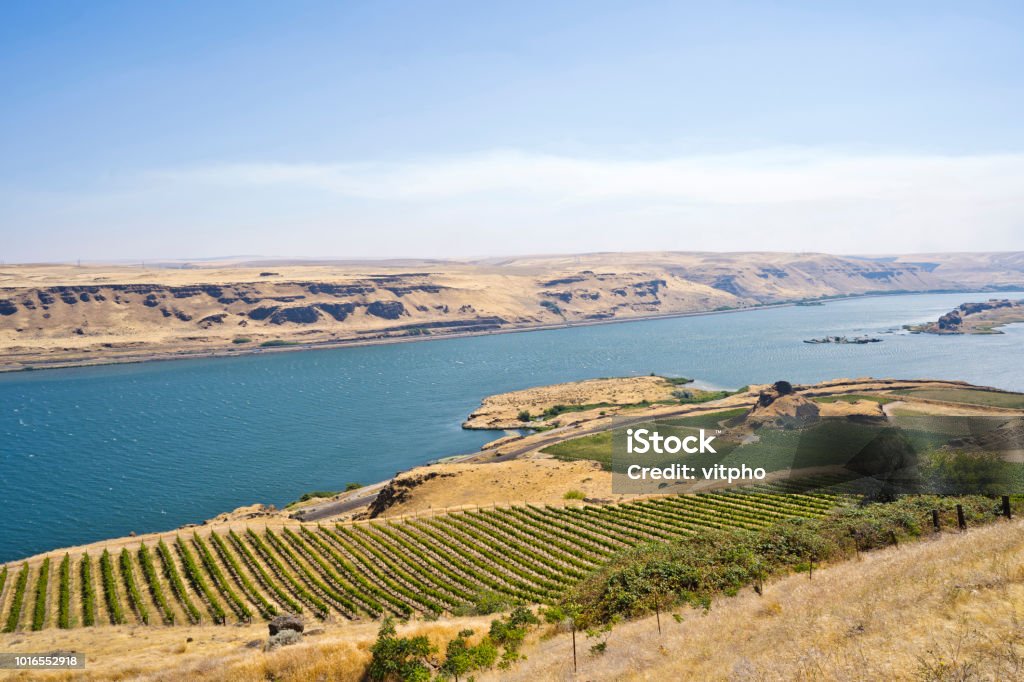 Summer Valley of the Columbia River with vineyards on the estate of Maryhill The spatial air landscape of the Columbia River valley with low yellow hills on both banks and a vineyard and a garden at the Maryhill Manor Vineyard Stock Photo