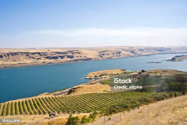 Summer Valley Of The Columbia River With Vineyards On The Estate Of Maryhill Stock Photo - Download Image Now