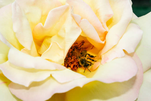 istock Flowering summer rose in bud 1016552924