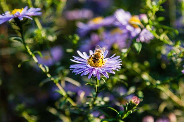 istock Field flowers on which insects and bees sit close up 1016555644