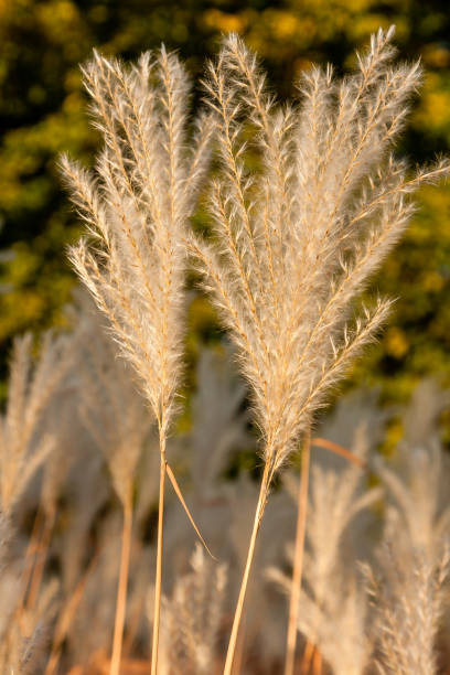 istock Autumn ears in a close-up field 1016555754