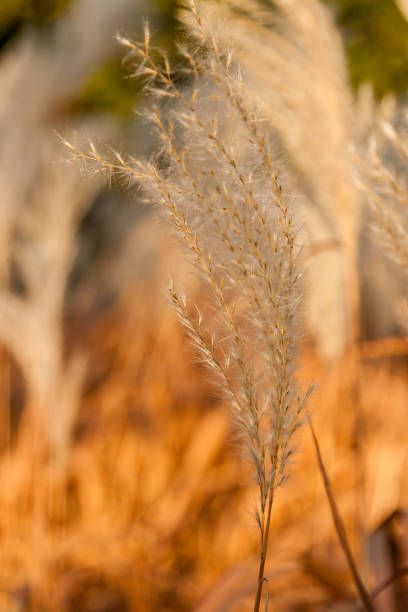 istock Autumn ears in a close-up field 1016555772