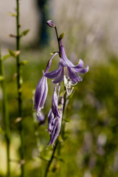 istock Field flowers on which insects and bees sit close up 1016555868