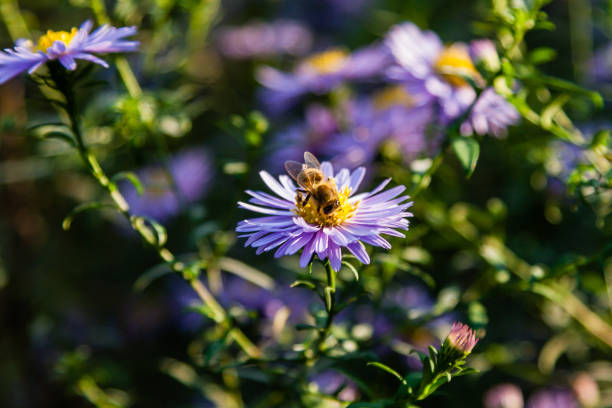 istock Field flowers on which insects and bees sit close up 1016556118