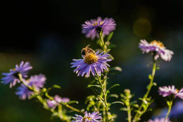 istock Field flowers on which insects and bees sit close up 1016556214