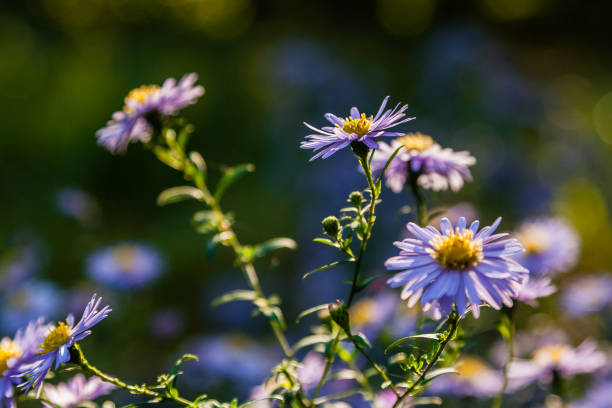 istock Field flowers on which insects and bees sit close up 1016556448