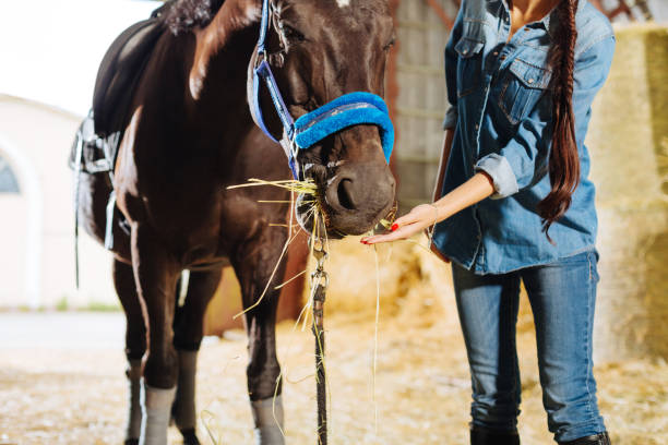 istock Dark-haired woman with long braid and red nails feeding horse 1016562192