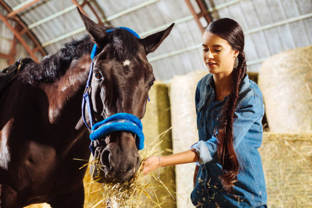istock Beautiful dark racing horse eating some straw standing in stable 1016562376