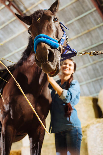 dark-haired horse woman wearing denim shirt taking care of horse - fashion women denim farm imagens e fotografias de stock