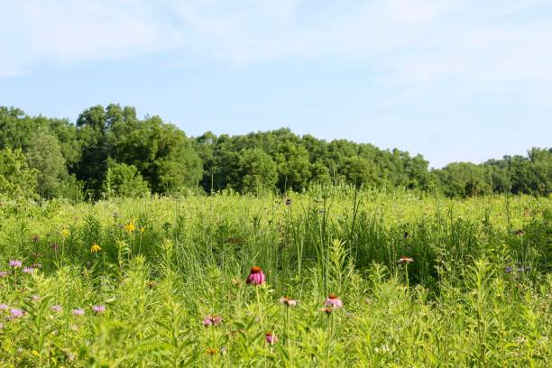 istock Grass and Wildflower Field 1016562758