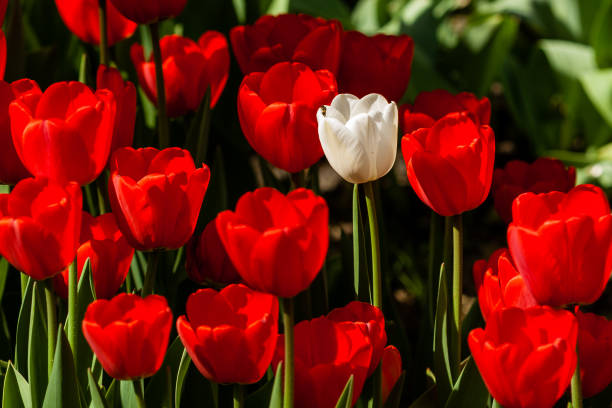 istock Spring field of colorful tulips 1016562764