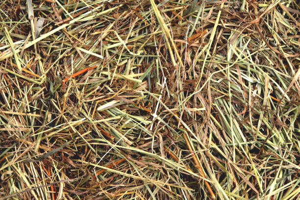 istock Hay nature texture. Dried grass background. 1016562868