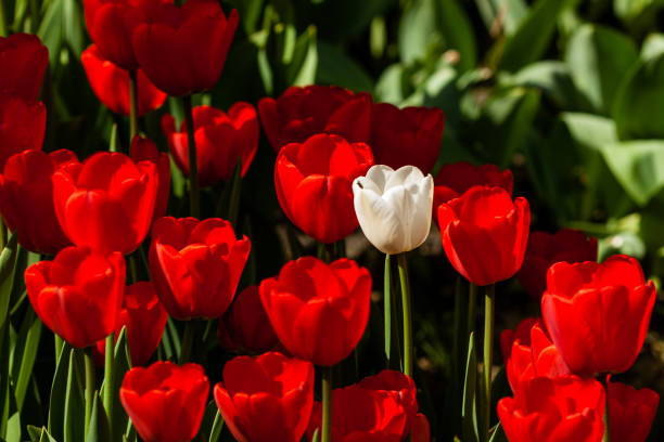 istock Spring field of colorful tulips 1016562894