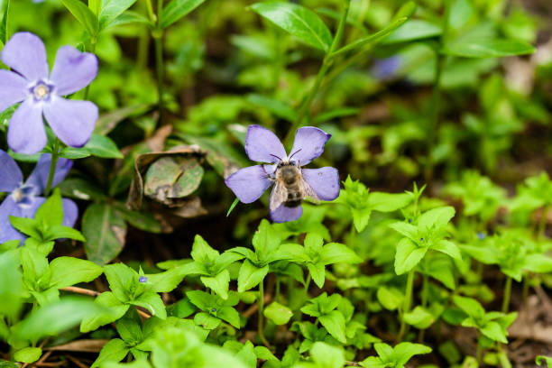 緑の背景に小さな花をマクロ ライラック - campanula small flower bouquet ストックフォトと画像