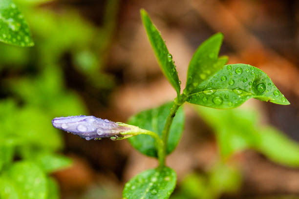 緑の背景に小さな花をマクロ ライラック - campanula small flower bouquet ストックフォトと画像