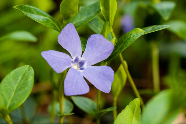 緑の背景に小さな花をマクロ ライラック - campanula small flower bouquet ストックフォトと画像