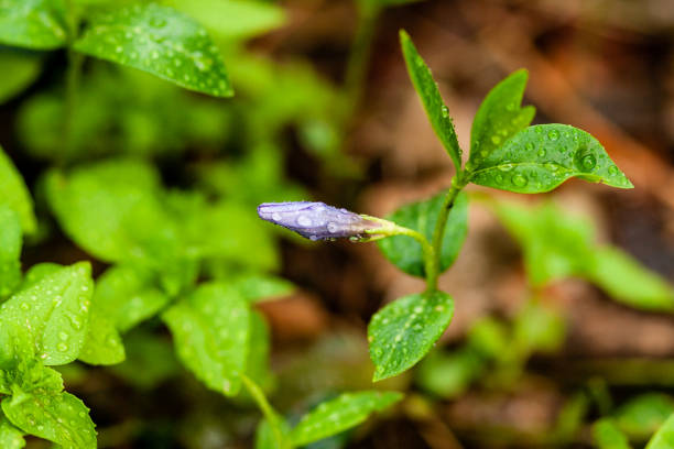 緑の背景に小さな花をマクロ ライラック - campanula small flower bouquet ストックフォトと画像