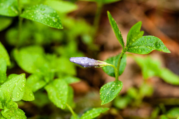 緑の背景に小さな花をマクロ ライラック - campanula small flower bouquet ストックフォトと画像