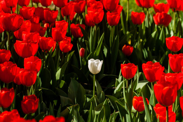 istock Spring field of colorful tulips 1016565040