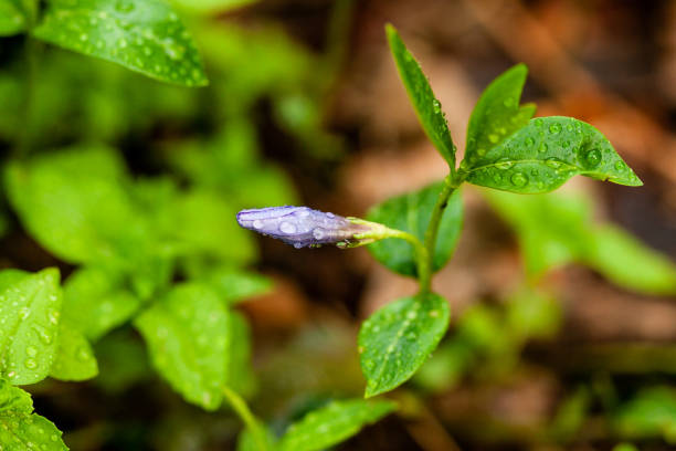 緑の背景に小さな花をマクロ ライラック - campanula small flower bouquet ストックフォトと画像