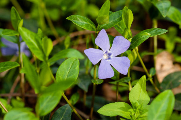 緑の背景に小さな花をマクロ ライラック - campanula small flower bouquet ストックフォトと画像