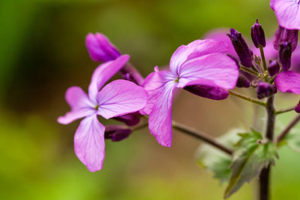 緑の背景に小さな花をマクロ ライラック - campanula small flower bouquet ストックフォトと画像