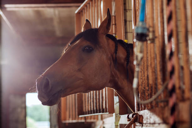 istock Beautiful brown racing horse standing in big spacious stable 1016567390