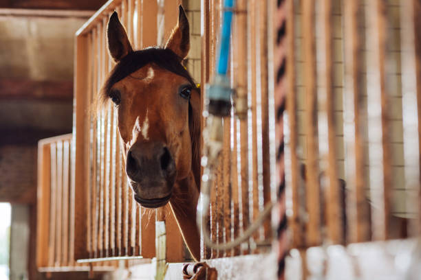 istock Gentle beautiful racing horse standing in famous spacious stable 1016567432