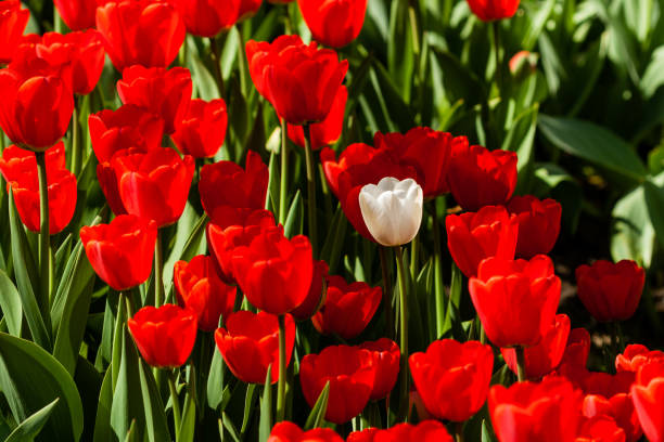 istock Spring field of colorful tulips 1016567460