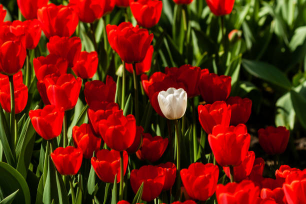 istock Spring field of colorful tulips 1016567530