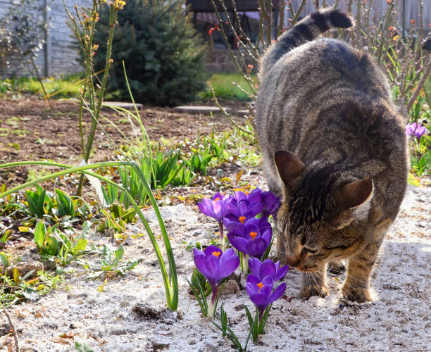 Cat sniffing flowers, waking up the spring, flowering crocuses