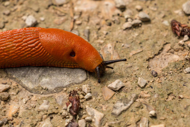istock Big orange snail on stony ground in the forest 1016570350