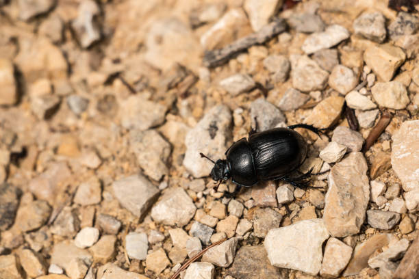 istock Big black bug on stony ground in the forest 1016570580