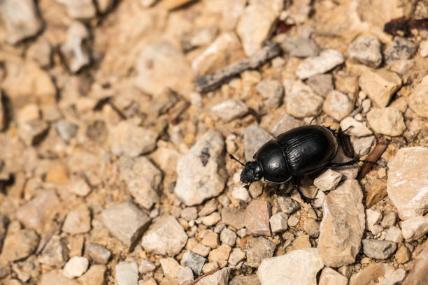 istock Big black bug on stony ground in the forest 1016570594