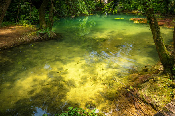 hermoso lago en el bosque con agua lleno de peces. - water waterfall sky seascape fotografías e imágenes de stock