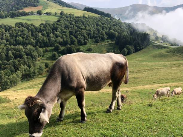 istock free cows in the mountains 1016575818
