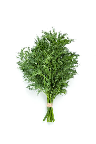 Bunches of fresh dill on a white background isolated. stock photo