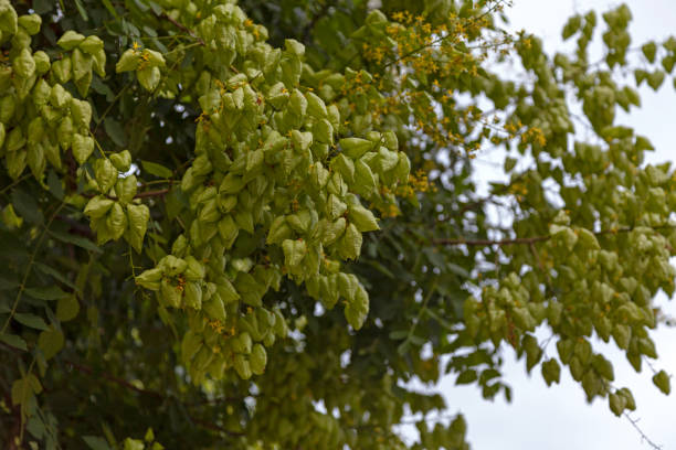 Close-up on the seed pods of a Koelreuteria paniculata Laxm.