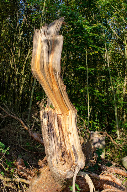 istock Storm damage with fragmented tree after hurricane Xavier in Berlin, Germany 1016582774