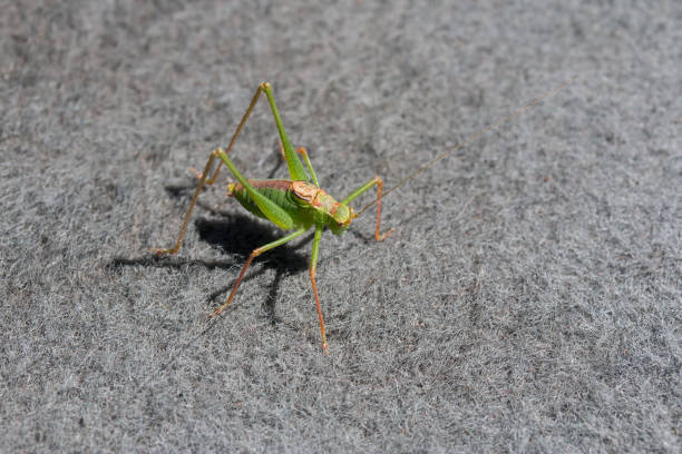 istock Speckled Bush Cricket Male 1016583044