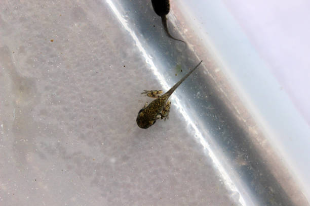 istock Gray Tree Frog Metamorphosis in Habitat 1016583096