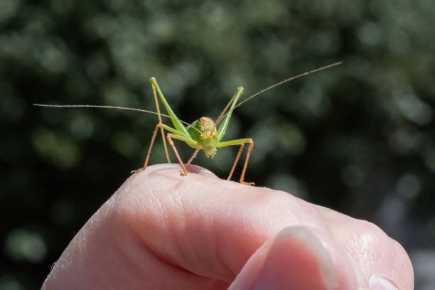 istock Speckled Bush Cricket Male on Hand 1016583100