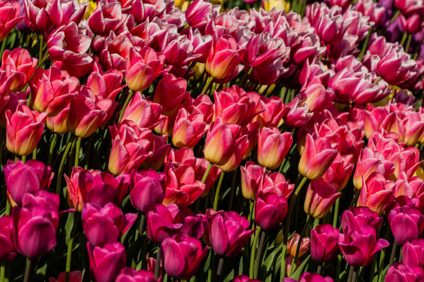 istock Macro multi-colored tulips on a background of green grass 1016585926