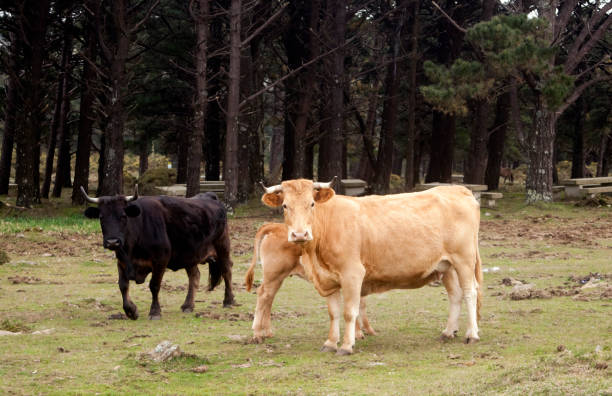 istock Beautiful cows and calf free outdoors 1016586292