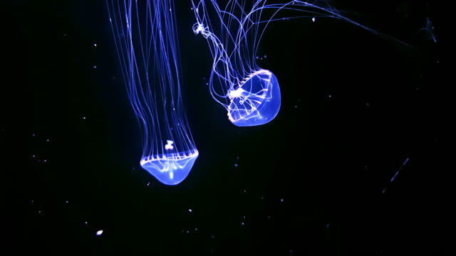 Box jellyfish in the dark of underwater world of deep sea animal