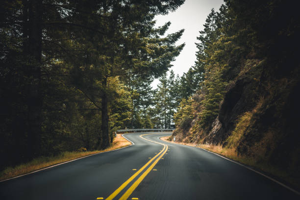 on the road in a foggy road in usa driving in the fog empty road with trees stock pictures, royalty-free photos & images